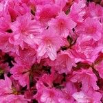 Rhododendron ferrugineum Цвят