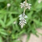 Froelichia gracilis Цветок