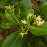 Erithalis odorifera Flower