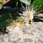 Syzygium paniculatum Žiedas