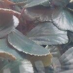 Begonia blancii Hoja