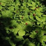 Hydrastis canadensis Habit