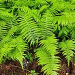 Thelypteris noveboracensis Leaf