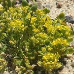 Lepidium flavum ᱛᱟᱦᱮᱸ