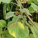 Abutilon hirtum Blad