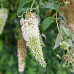 Buddleja asiatica Květ