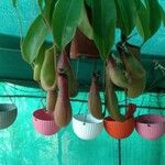 Nepenthes spp. Other