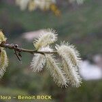 Salix pedicellata Frutto