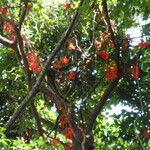 Mucuna novoguineensis Flower