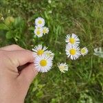 Erigeron strigosusFloro