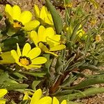 Gazania lichtensteinii