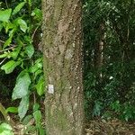 Anadenanthera colubrina പുറംതൊലി