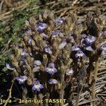 Orobanche mutelii Vekstform