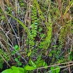 Lindsaea stricta Hàbitat