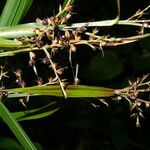 Scleria latifolia 果実
