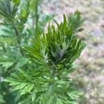 Artemisia vulgaris Leaf