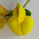 Lotus corniculatus Fiore