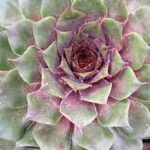 Sempervivum montanum List