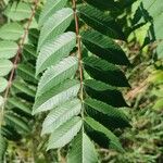 Rhus glabra Fuelha