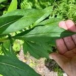 Oenothera parviflora List