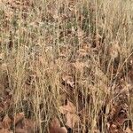 Eragrostis pilosa Blad