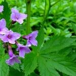 Cardamine pentaphyllos Квітка