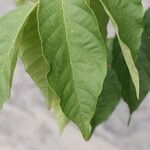 Markhamia tomentosa Blatt