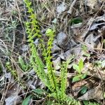 Asplenium platyneuron Hoja