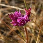 Allium dichlamydeum Flower