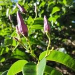 Cryptostegia madagascariensis Flower