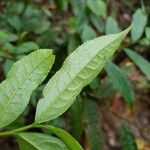 Eurya acuminata Hoja