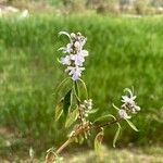 Rotheca myricoidesFlower