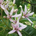 Calodendrum capense অন্যান্য