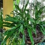 Microsorum punctatum Blatt