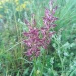 Anacamptis coriophora Hábitos