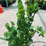 Euphorbia tithymaloides Fulla