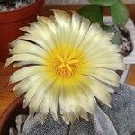 Astrophytum myriostigmaBlomst