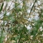 Agrostis gigantea Flor