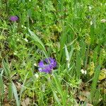 Centaurea pichleri Habit