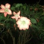 Brugmansia suaveolens Blomma