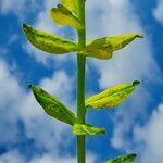 Euphorbia verrucosa Leaf