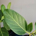 Ficus benghalensis Blad