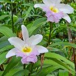 Sobralia macrantha Кветка