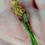 Carex caryophyllea Květ