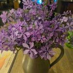 Phlox pilosa Flor