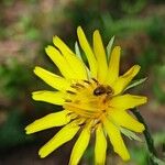 Tragopogon orientalis Bloem