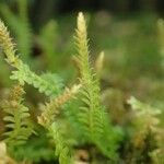 Selaginella rodriguesiana Habit