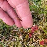 Drosera rotundifolia花