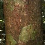 Lecythis idatimon Bark