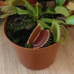 Dionaea muscipula Folla